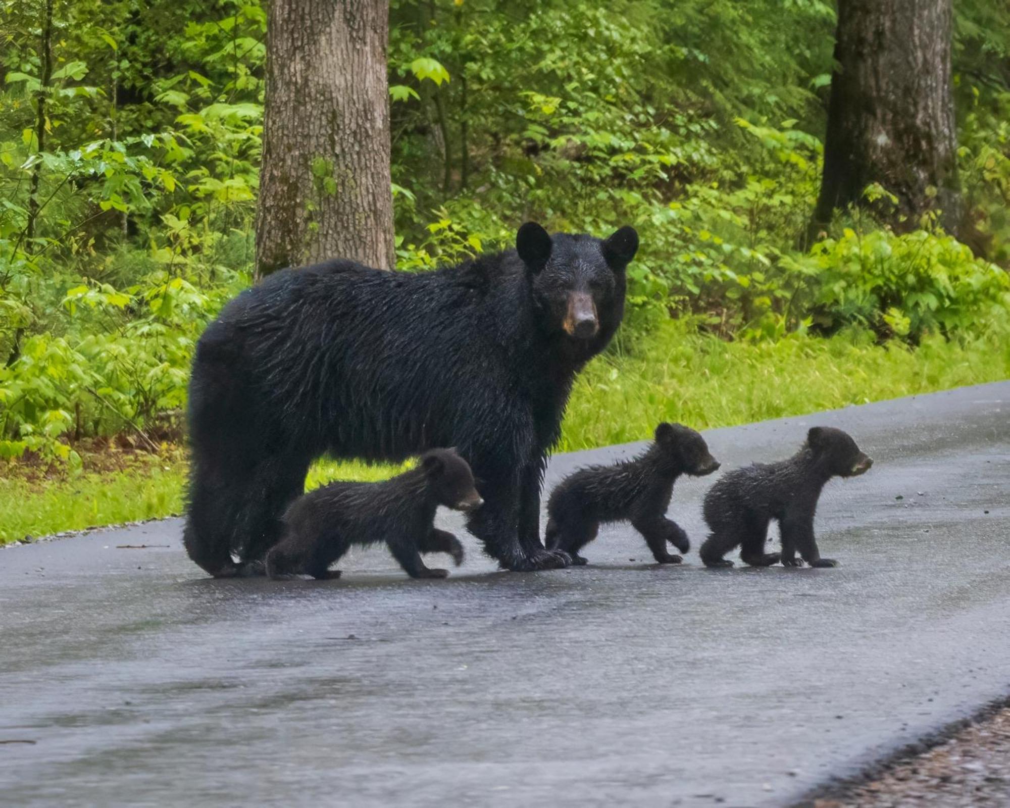 Time To Cuddle, Wifi, Near Pigeon Forge, 1089 Free Tickets Each Paid Day, Dollywood And More Exterior foto